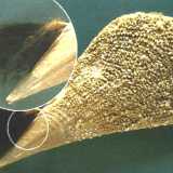 I molluschi producono un filamento fibroso anche piuttosto lungo (il bisso) che a mo� di radice, penetrando nel substrato, permette loro di mantenere la stabilit� (foto del volume "Memorie descrittive della Carta Geografica d'Italia) 